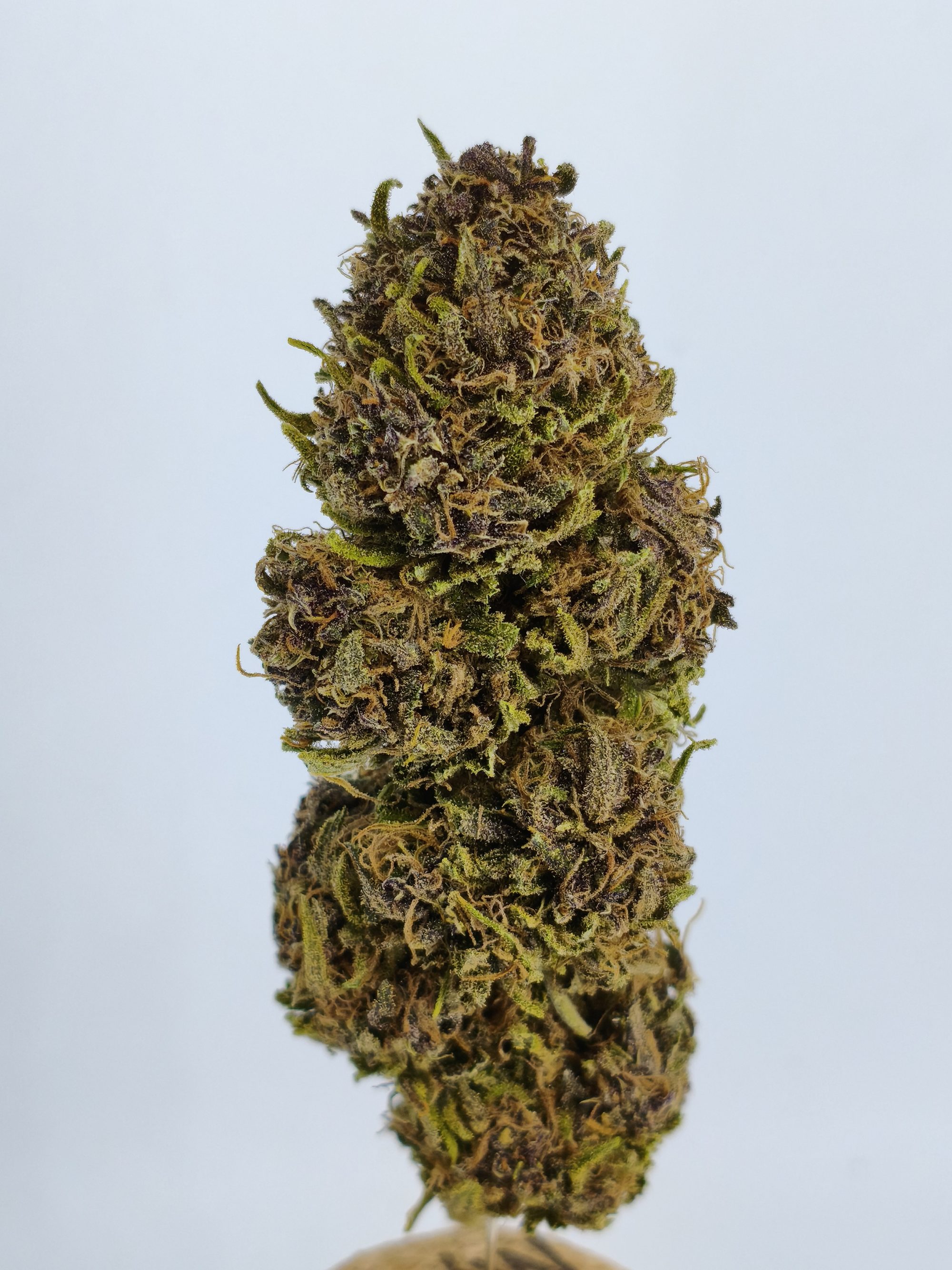 🌈 Bresse Kush 🏅 2025
